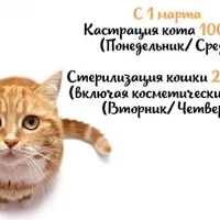 Ветеринарная клиника Доктор Котов Фото 2 на проекте Tver.vetspravka.ru Ветеринарная клиника Доктор Котов Фото 2 на проекте Tver.vetspravka.ru